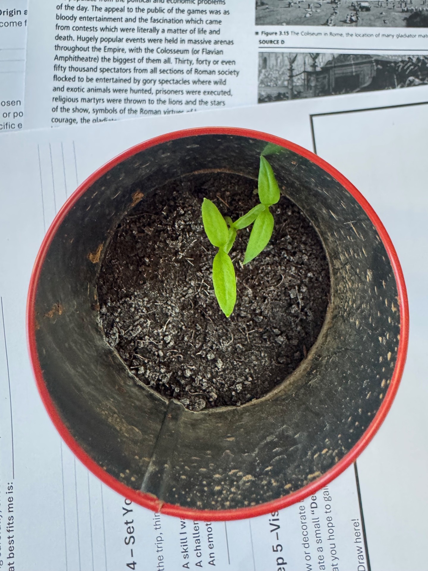 The Slow Green Miracle: Building Community One Seed at a Time